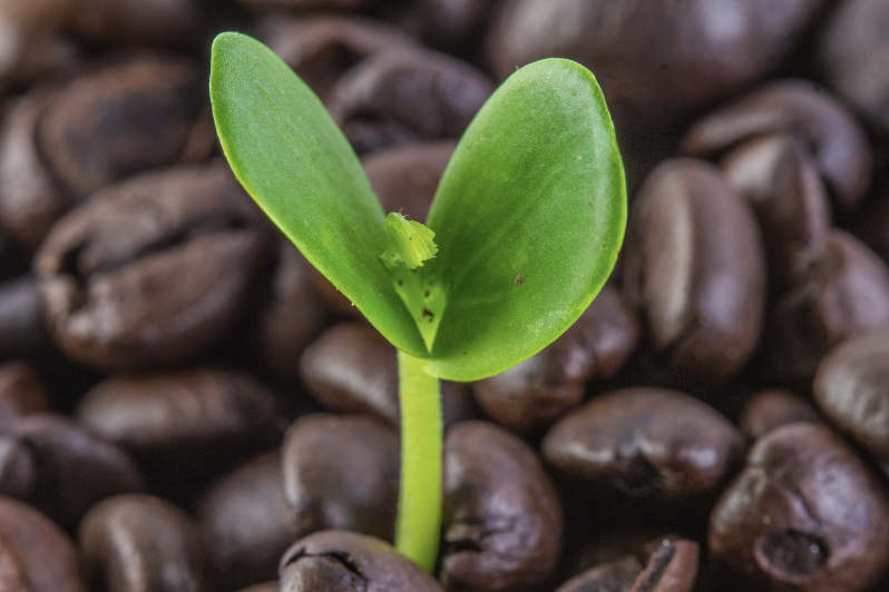 ¿Qué hacer con tu borra del café?