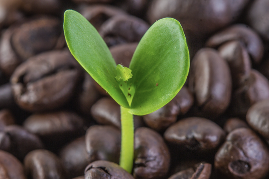 ¿Qué hacer con tu borra del café?